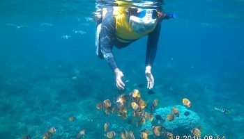 Snorkeling di Nusa Penida